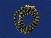 藏品(黑唇青斑海蛇)的圖片